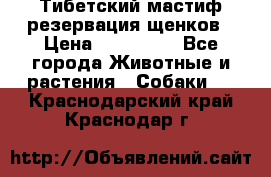 Тибетский мастиф резервация щенков › Цена ­ 100 000 - Все города Животные и растения » Собаки   . Краснодарский край,Краснодар г.